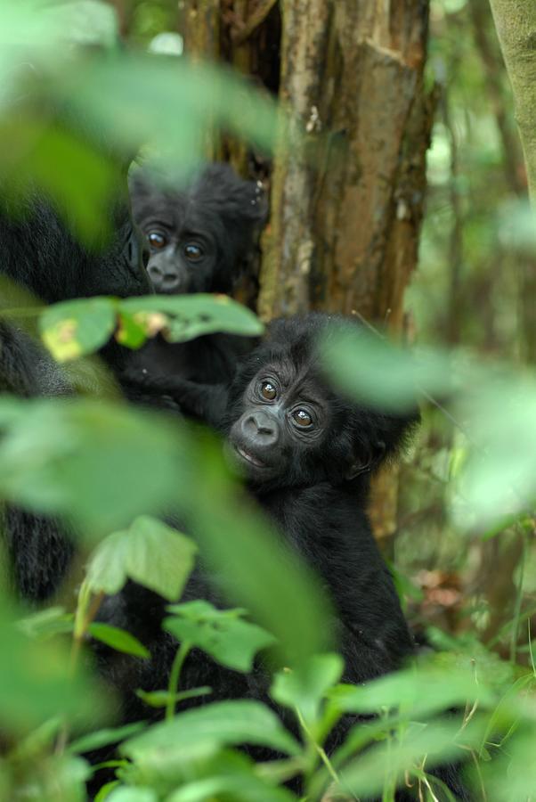 Nkuringo Bwindi Gorilla Lodge Exterior photo